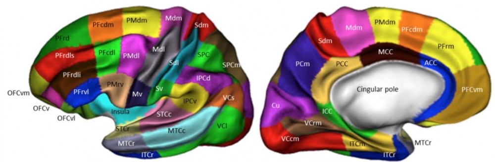 cortical atlas parcellations mni space lead dbs atlas template