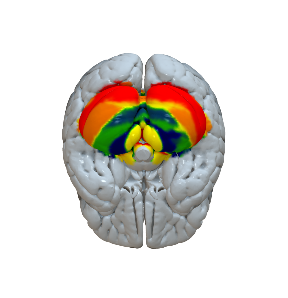 Cortical Atlas Parcellations Mni Space Lead Dbs