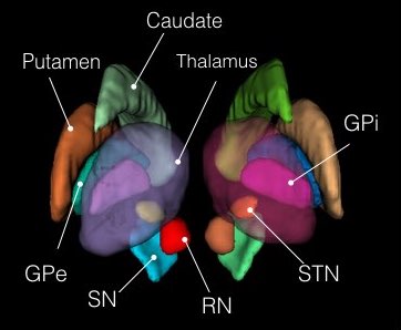 Subcortical Atlases Mni Space Lead Dbs