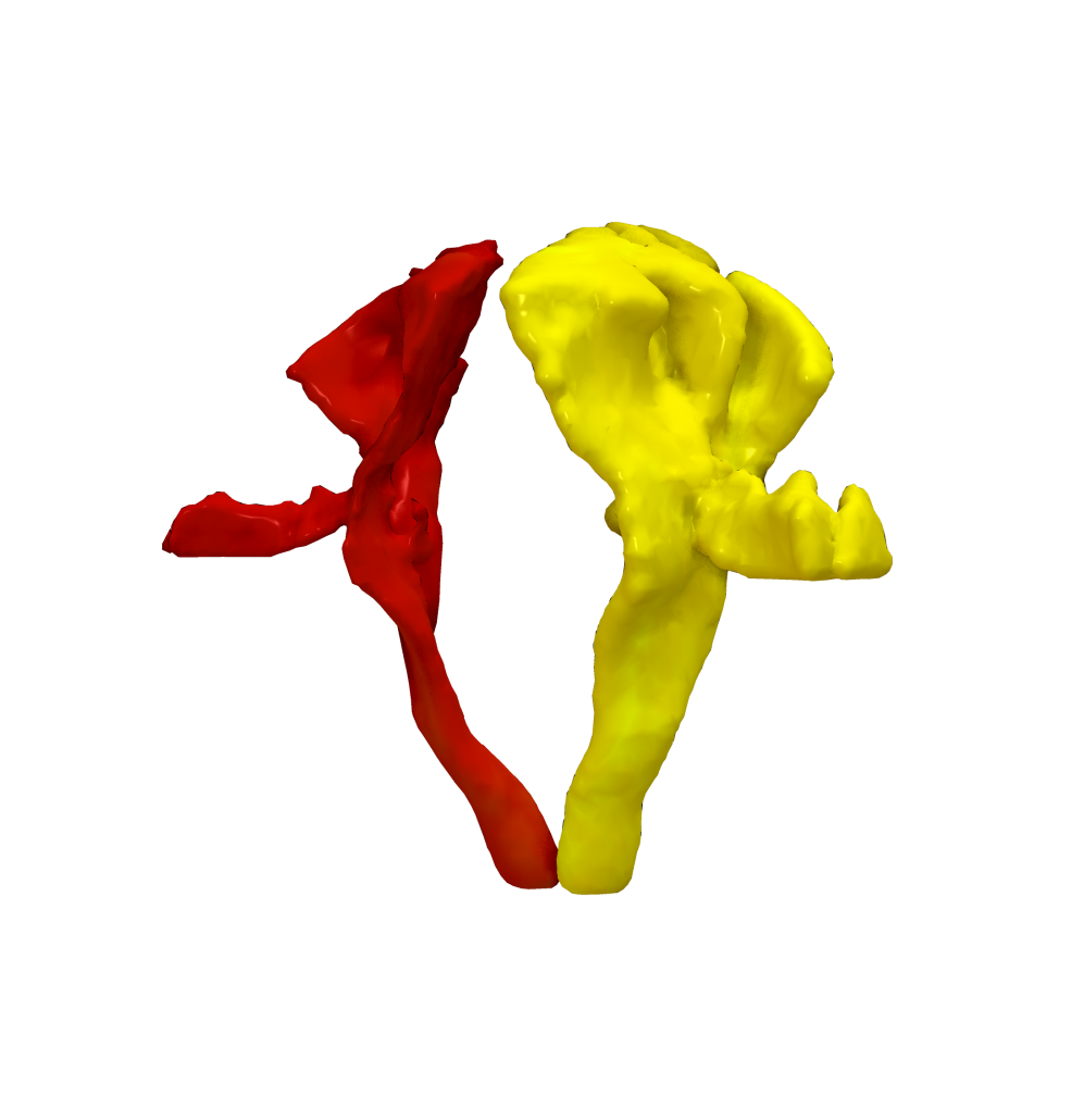 Cortical Atlas Parcellations Mni Space Lead Dbs