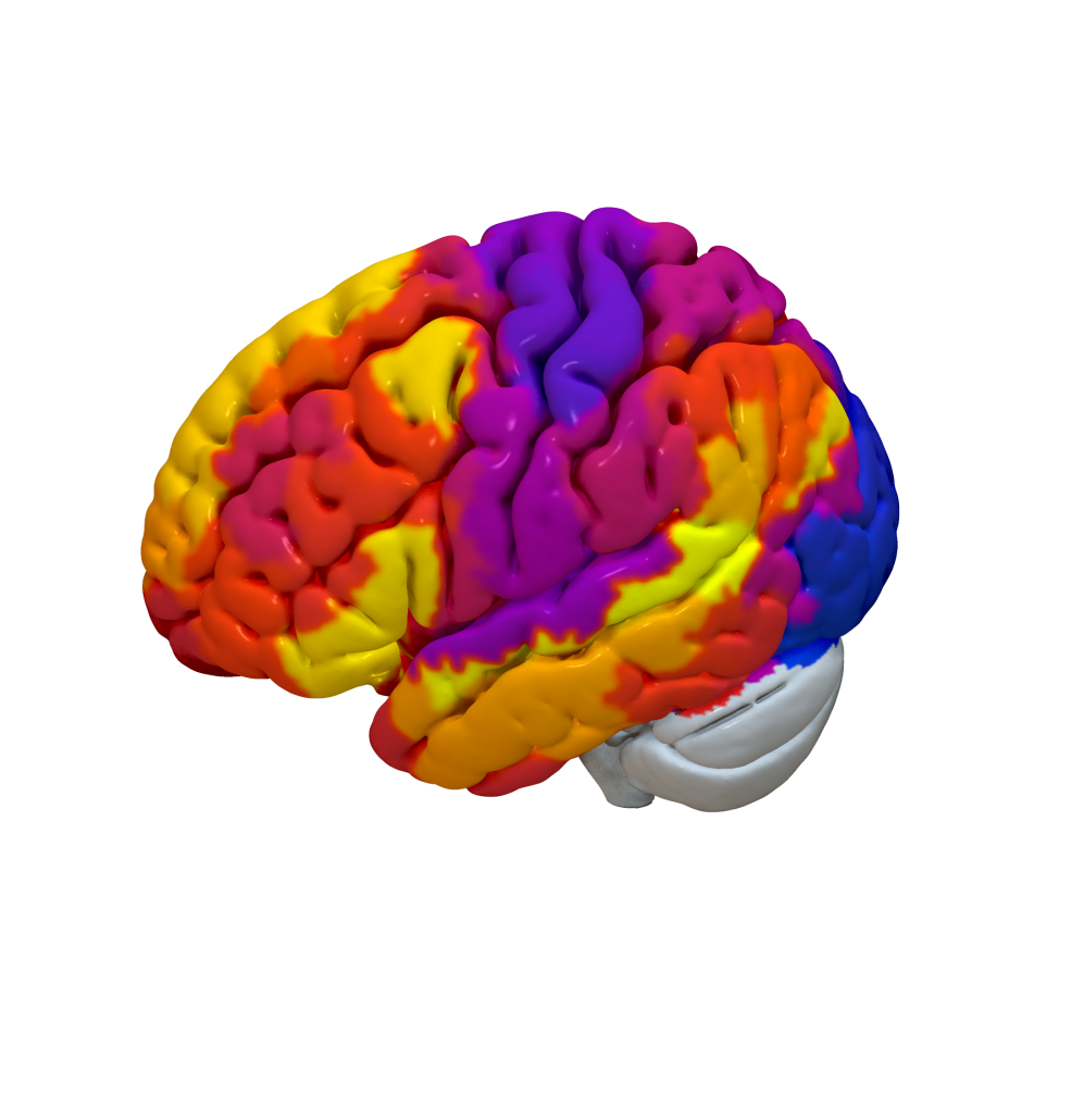 Cortical Atlas Parcellations Mni Space Lead Dbs